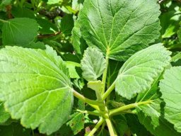 Greyia sutherlandii stem-tip in the sun
